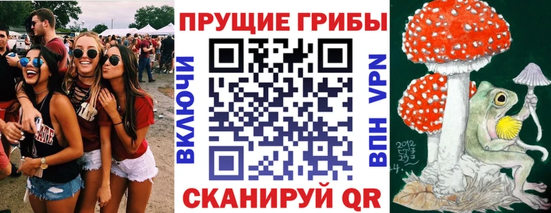 как найти Дубовка Псилоцибиновые грибы Psilocybe