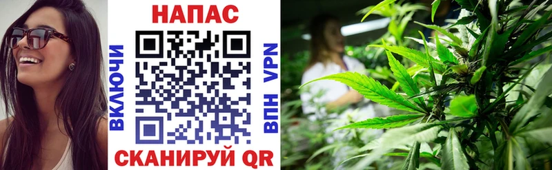 купить наркоту  Дубовка  Конопля сатива 